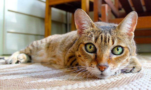 Cat looking at the camera